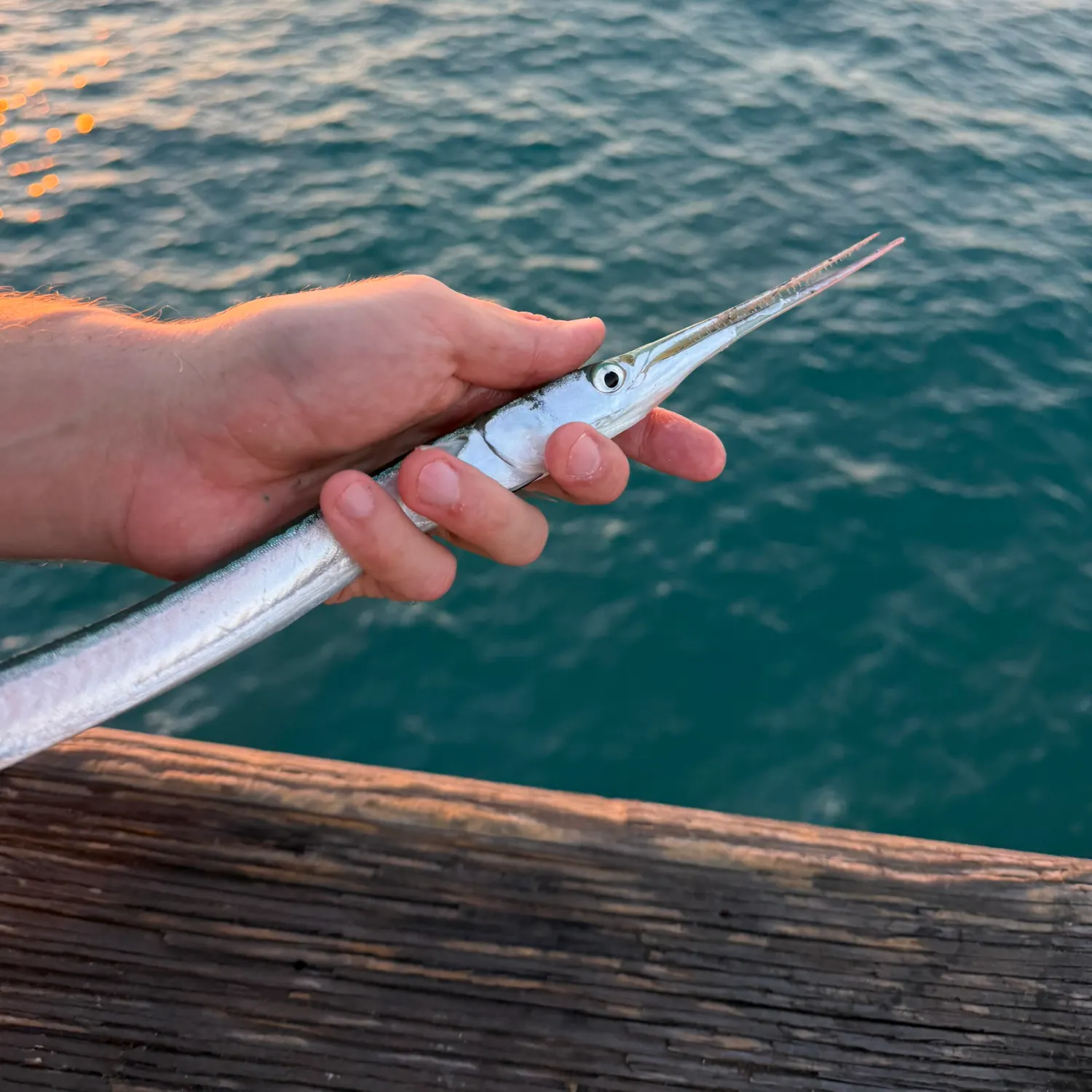 The most recent California needlefish catches on Fishbrain