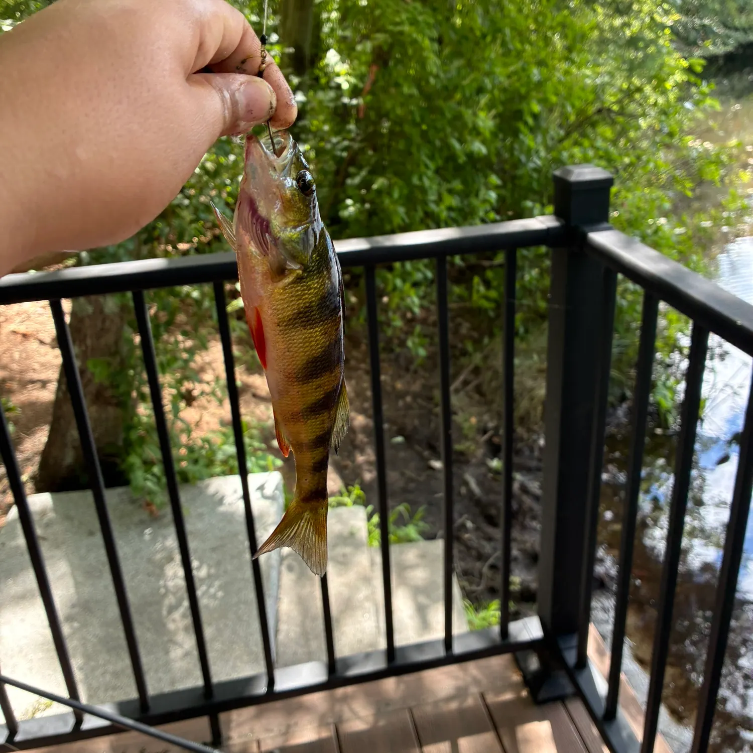 Yellow perch caught on Fishbrain