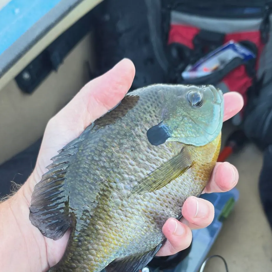 Bluegill caught on Fishbrain