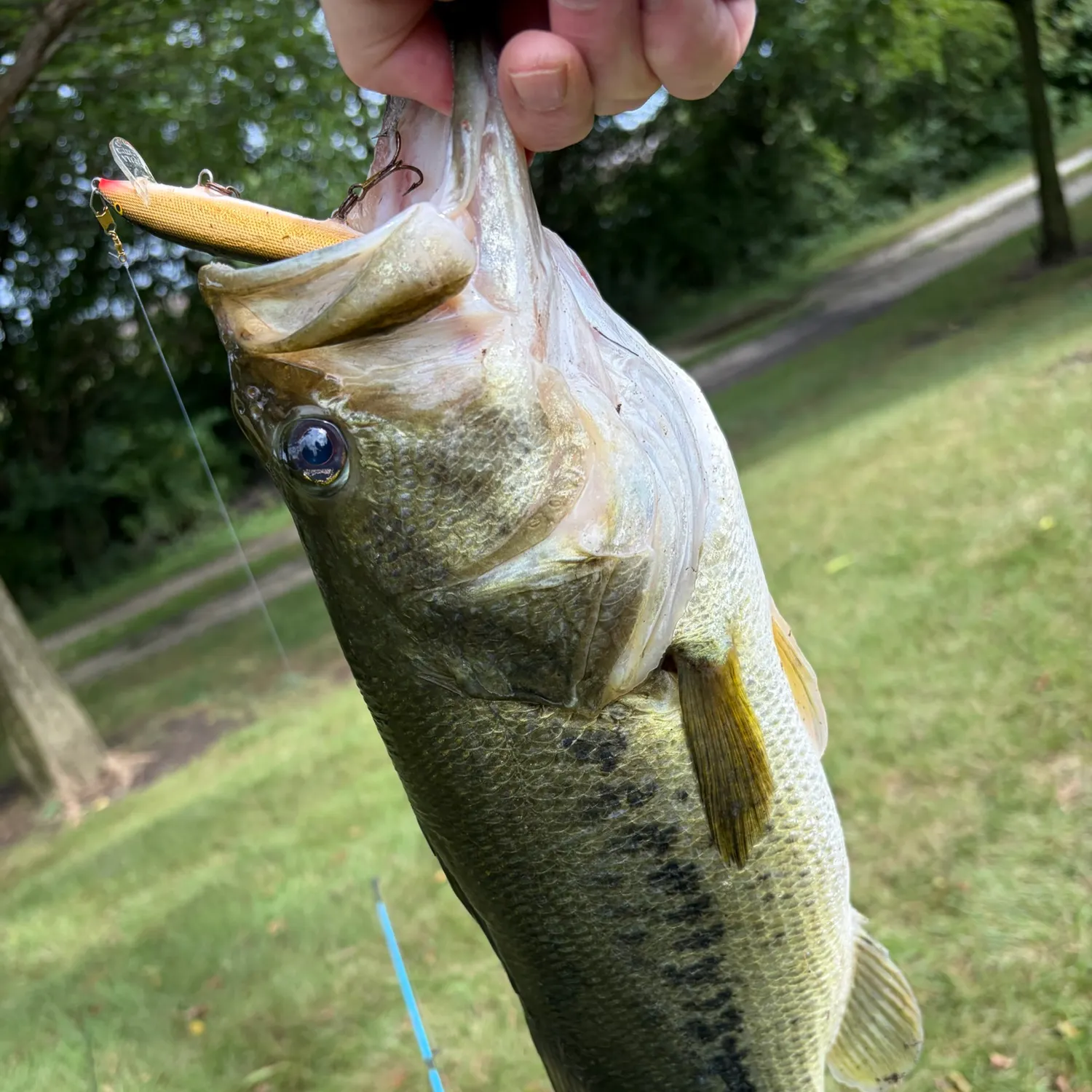 Largemouth bass caught on Fishbrain