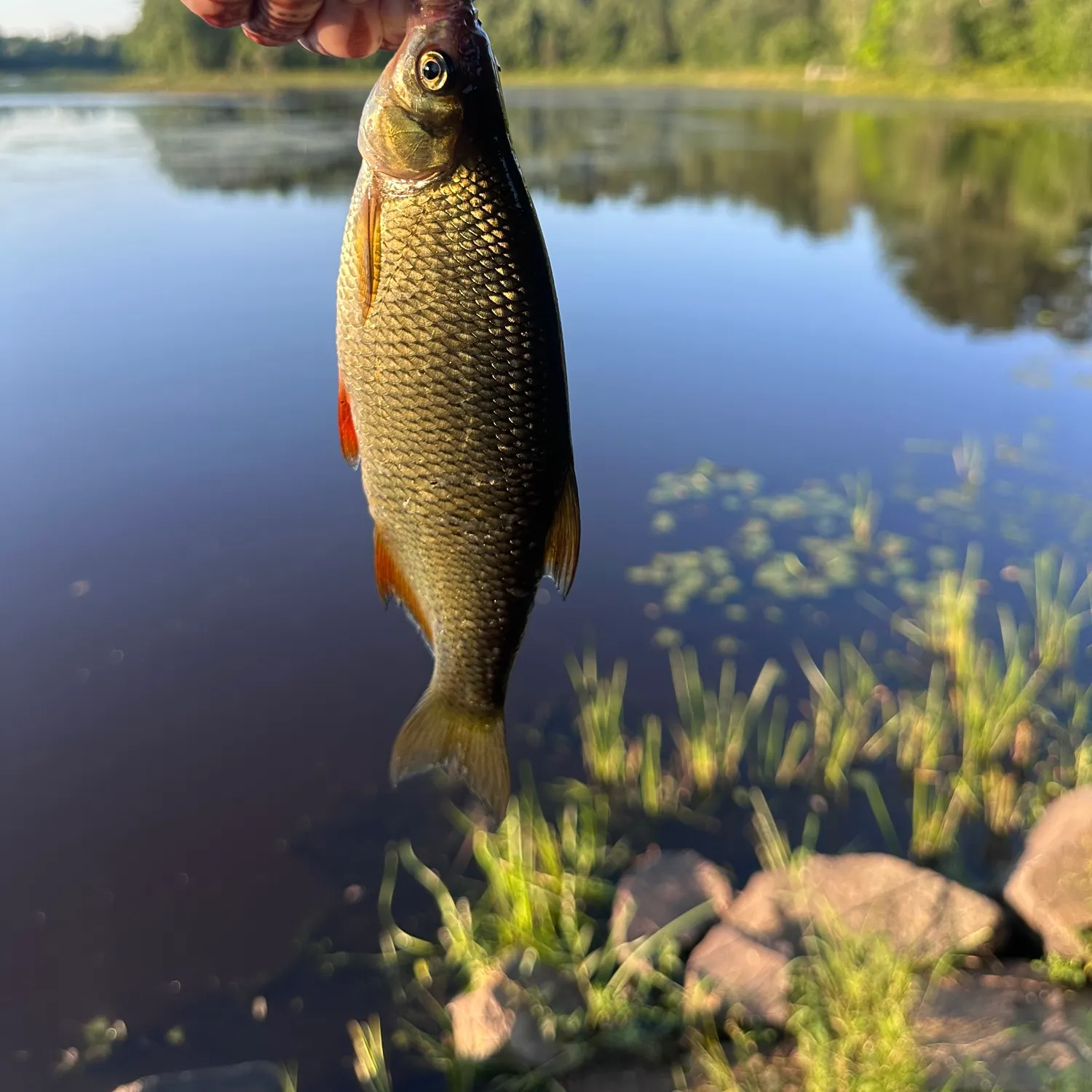 Golden shiner caught on Fishbrain