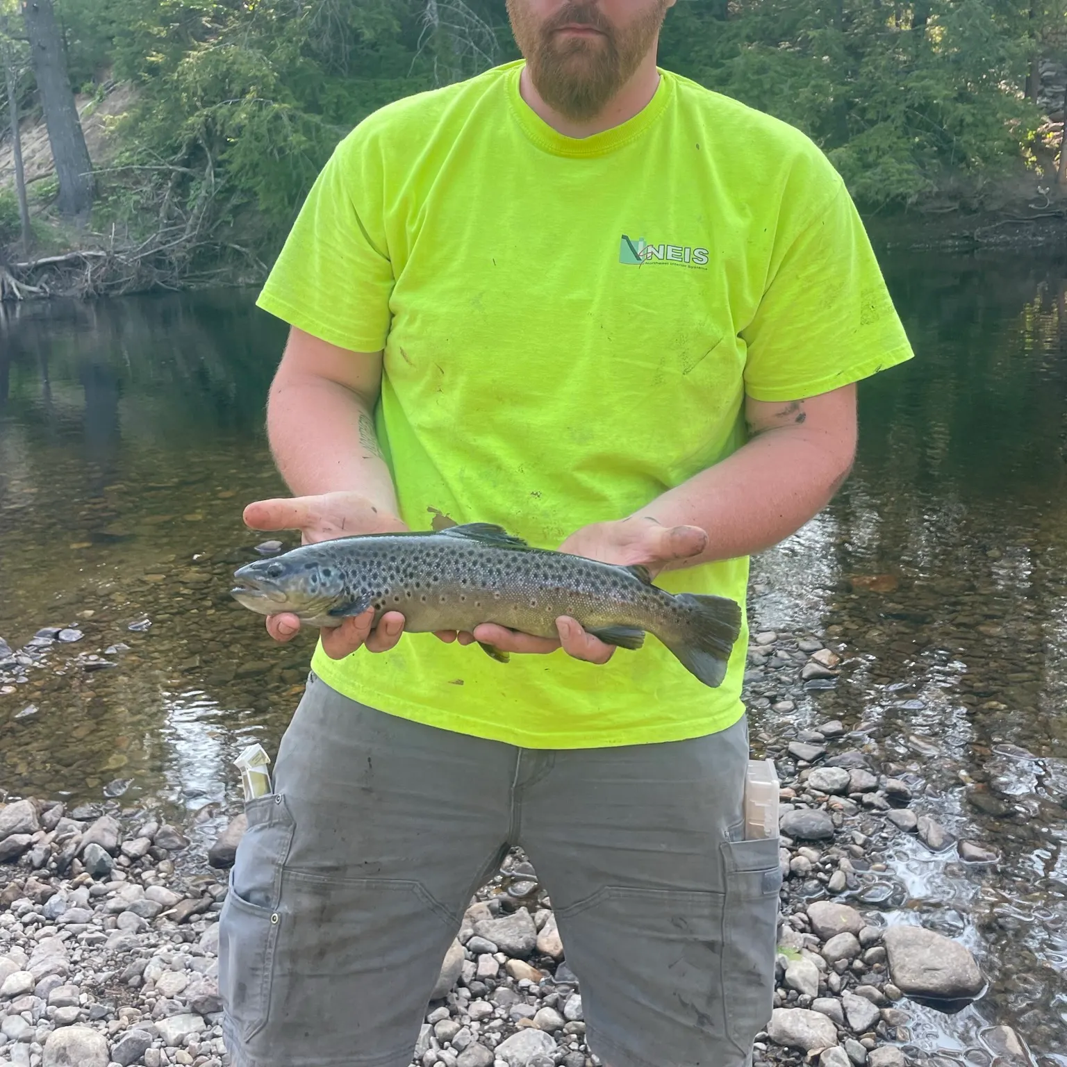 Brown trout caught on Fishbrain