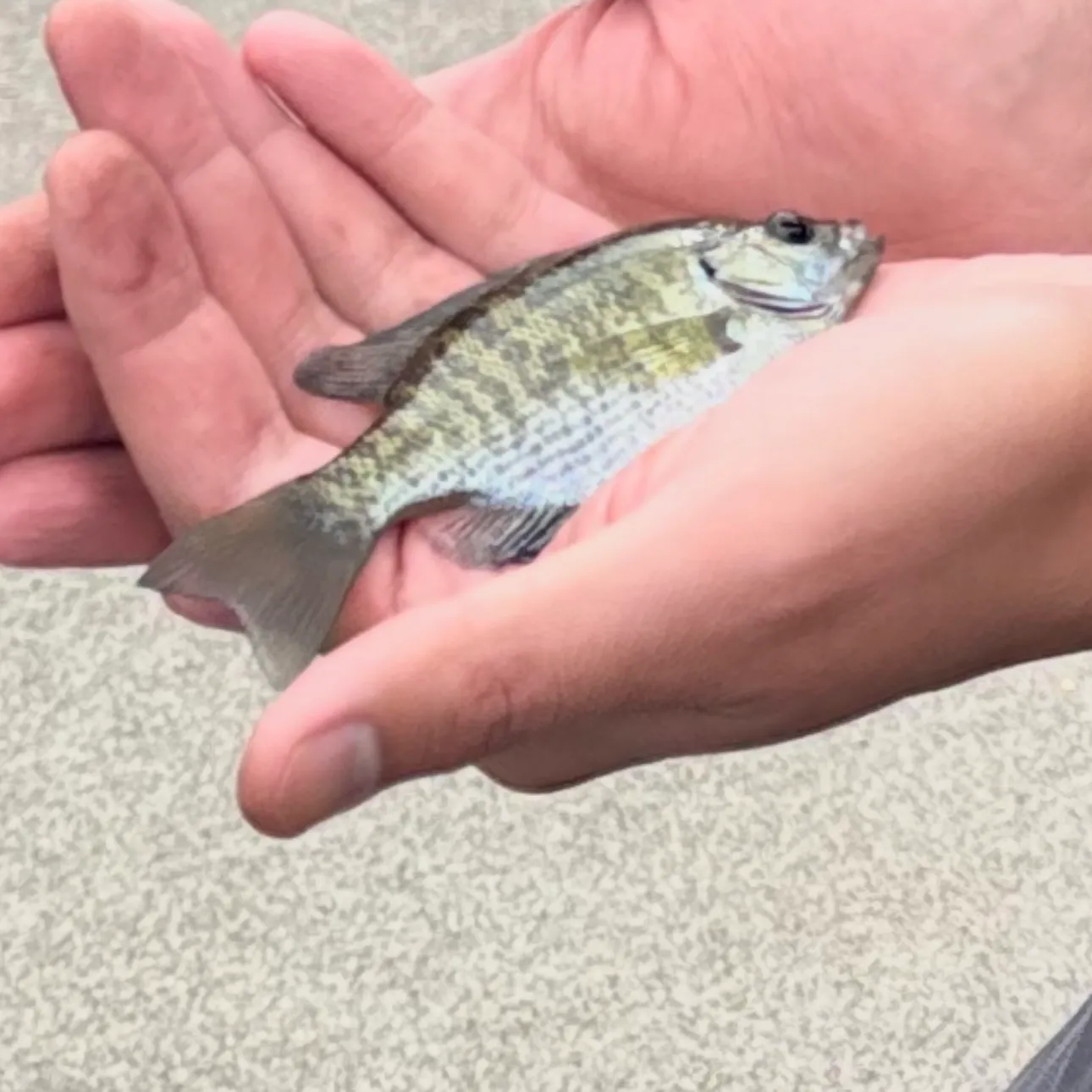 Bluegill caught on Fishbrain