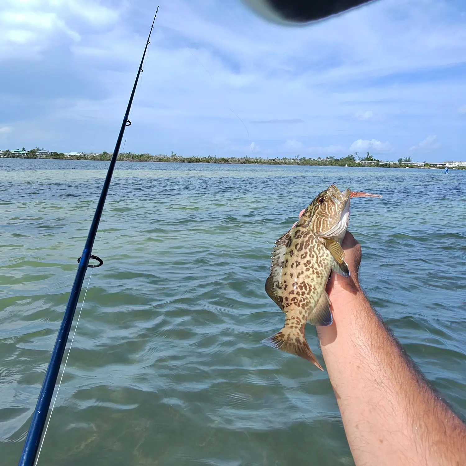 Gag grouper caught on Fishbrain