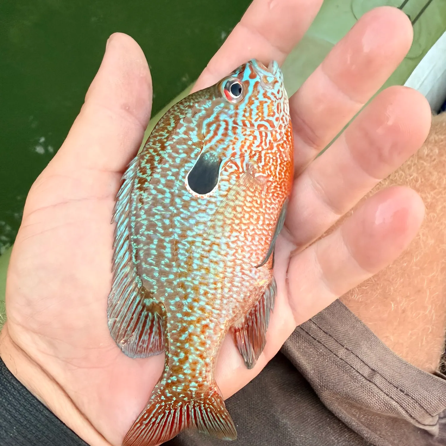 The most recent Longear sunfish catches on Fishbrain