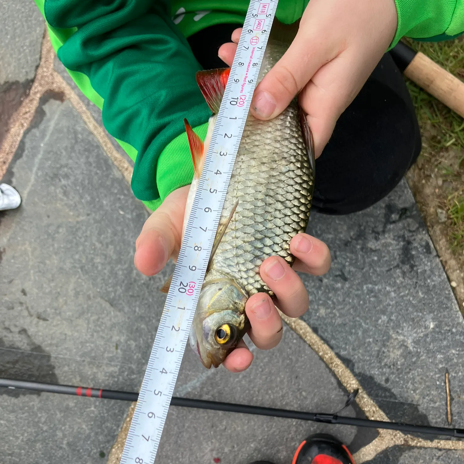 The most recent Common rudd catches on Fishbrain