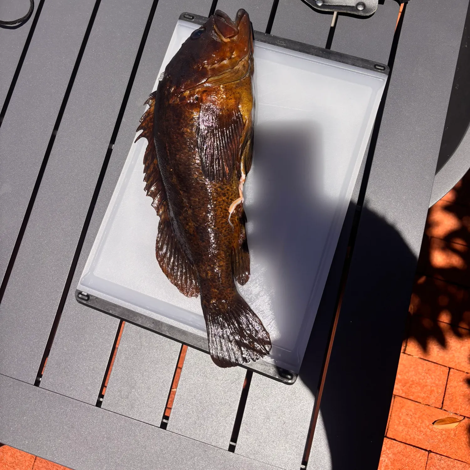 The most recent Gopher rockfish catches on Fishbrain