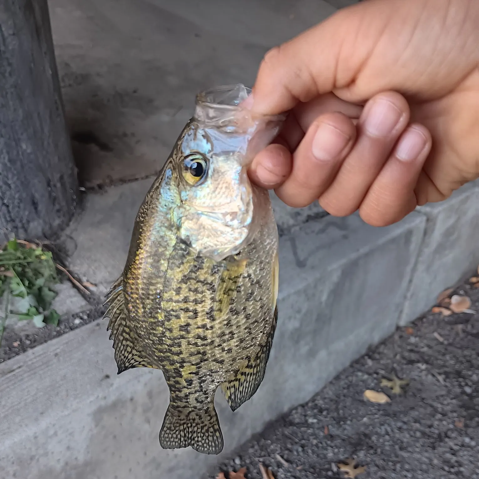 Black crappie caught on Fishbrain