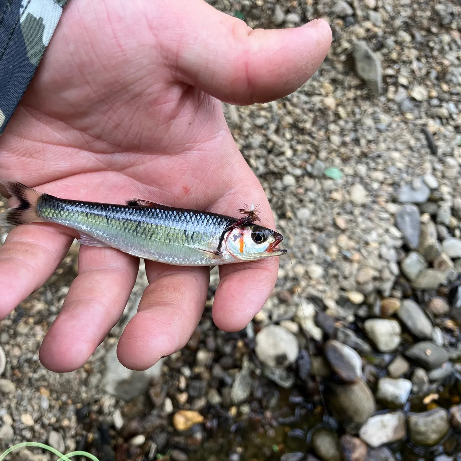 The most recent Warpaint shiner catches on Fishbrain