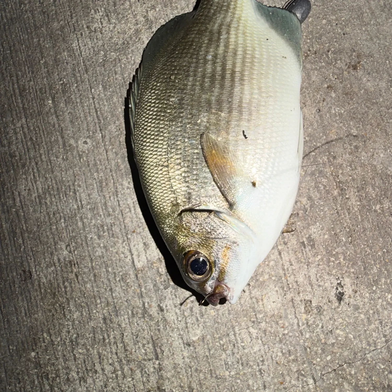The most recent Bermuda sea chub catches on Fishbrain