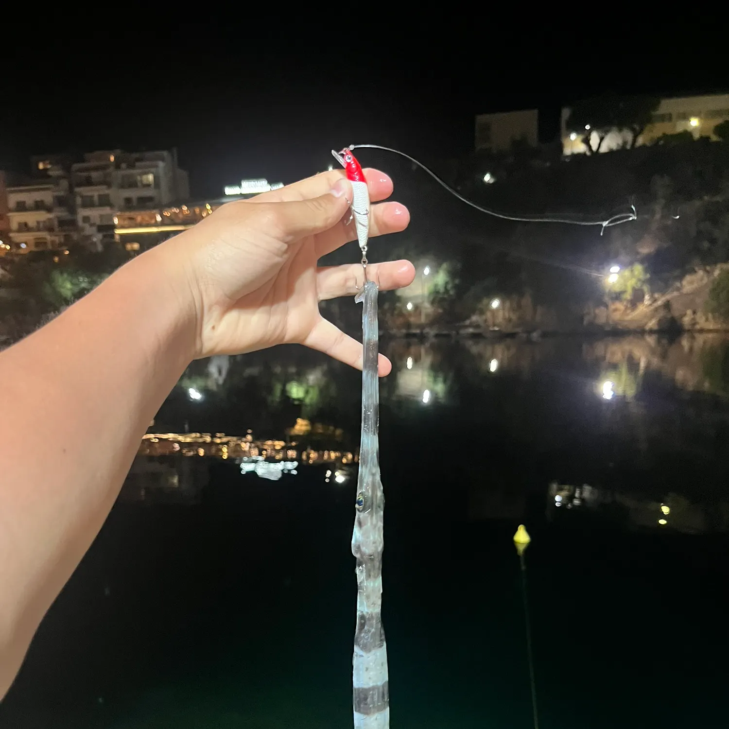 The most recent Bluespotted cornetfish catches on Fishbrain