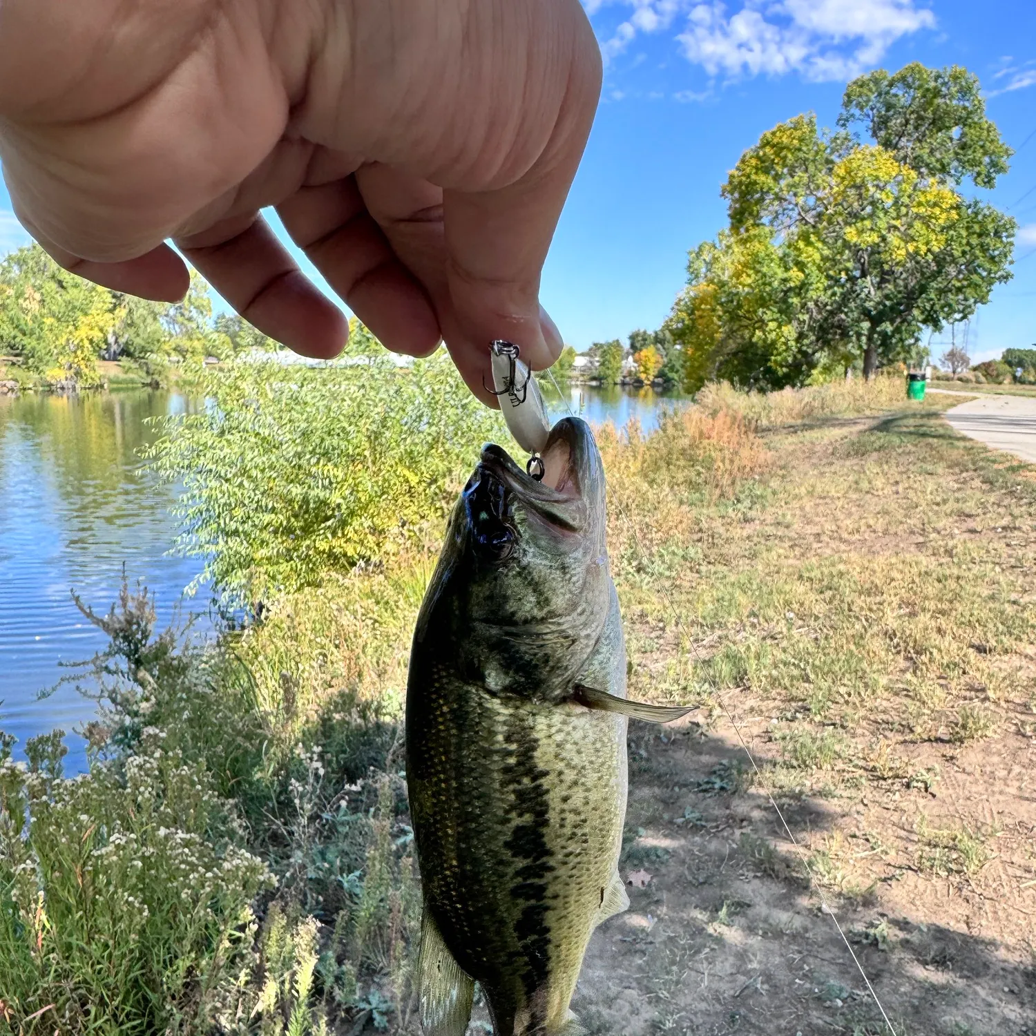 Largemouth bass caught on Fishbrain