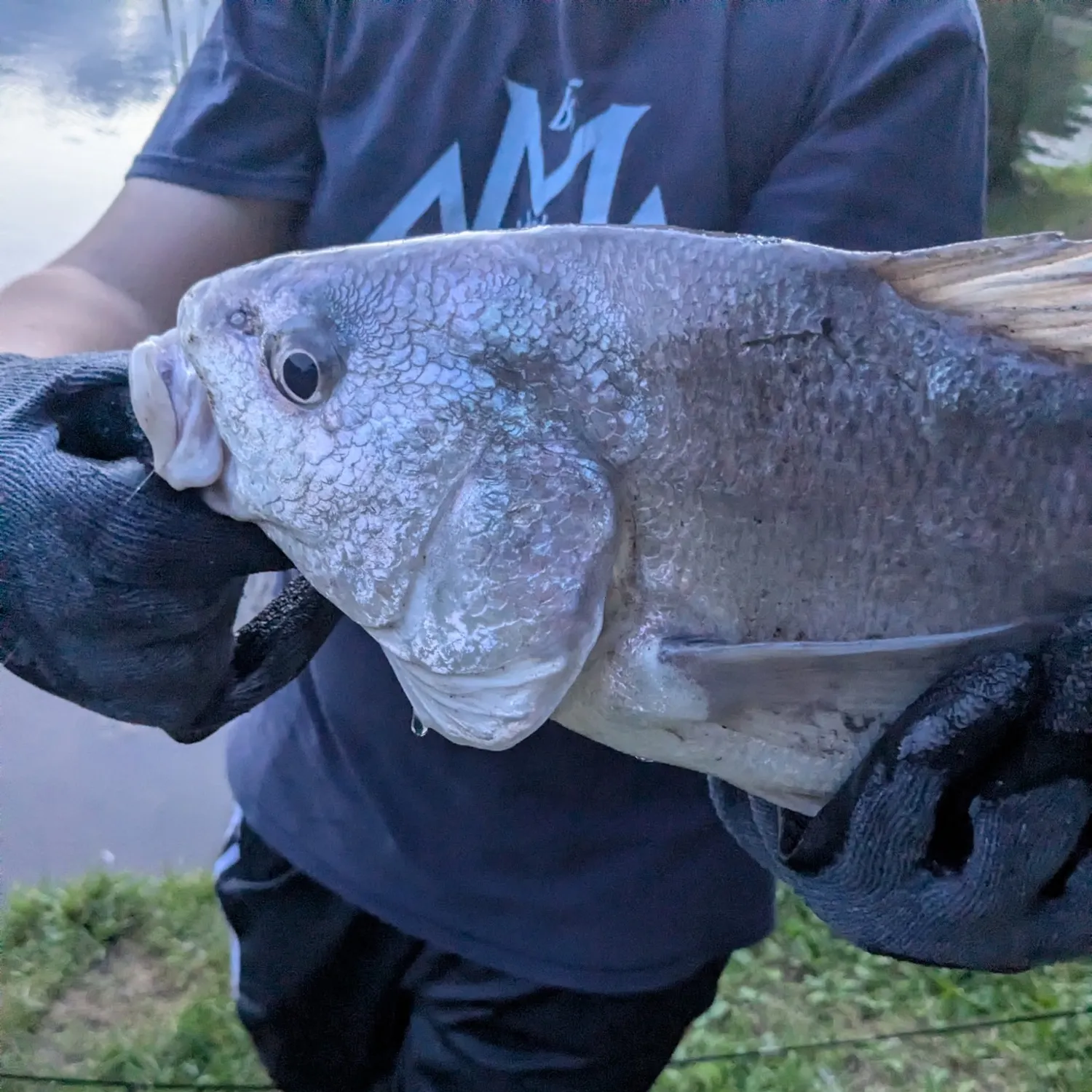 Freshwater drum caught on Fishbrain