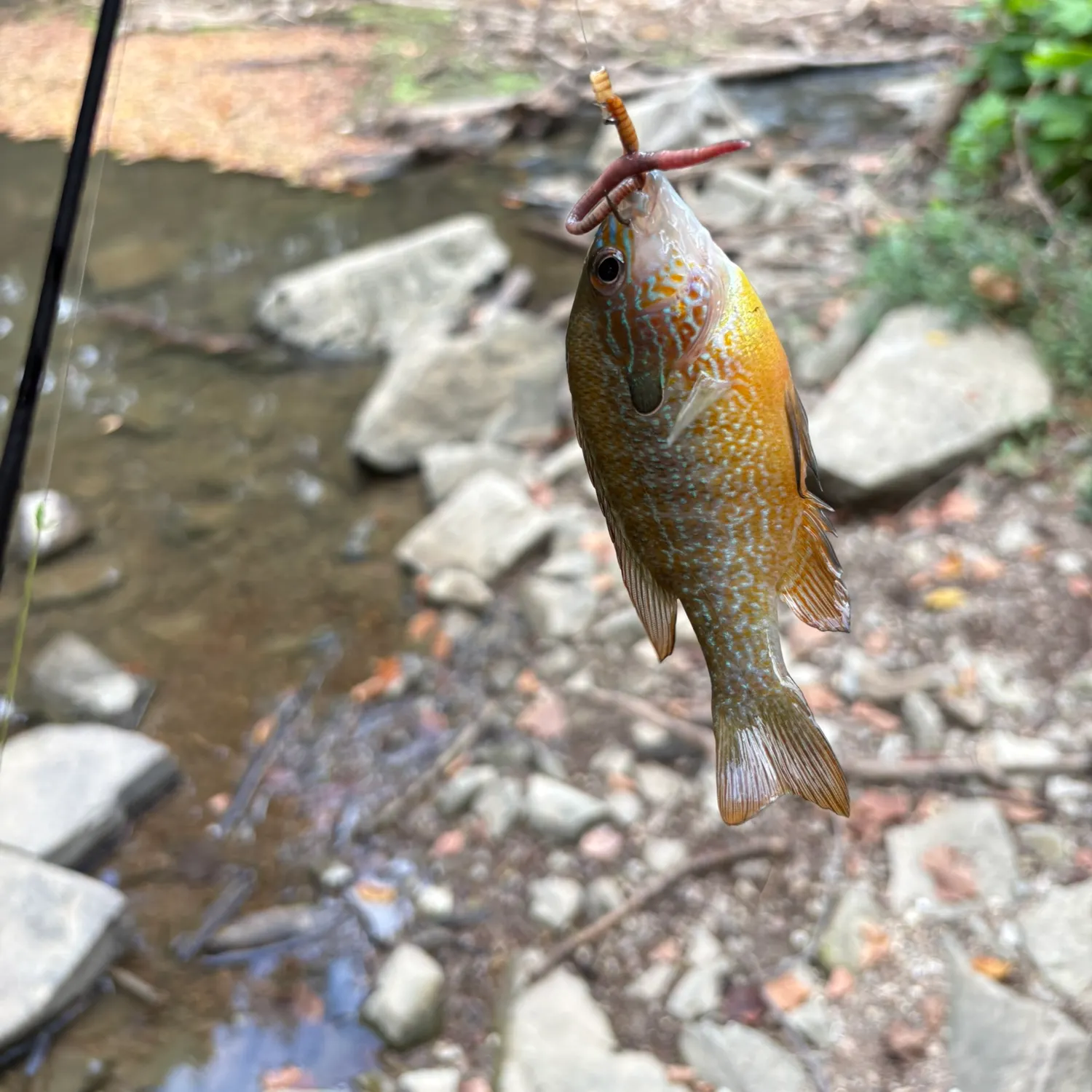 Longear sunfish caught on Fishbrain