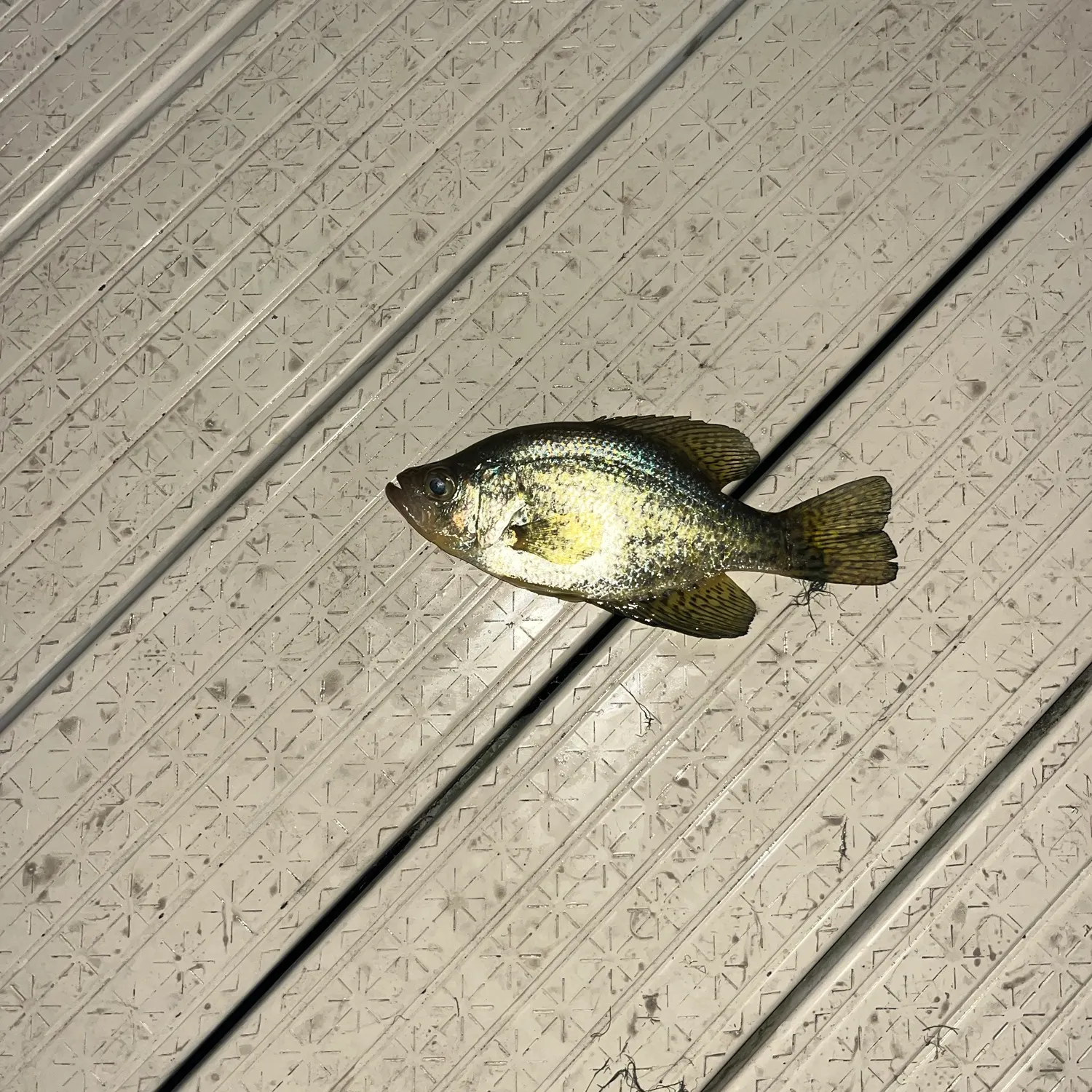 Black crappie caught on Fishbrain