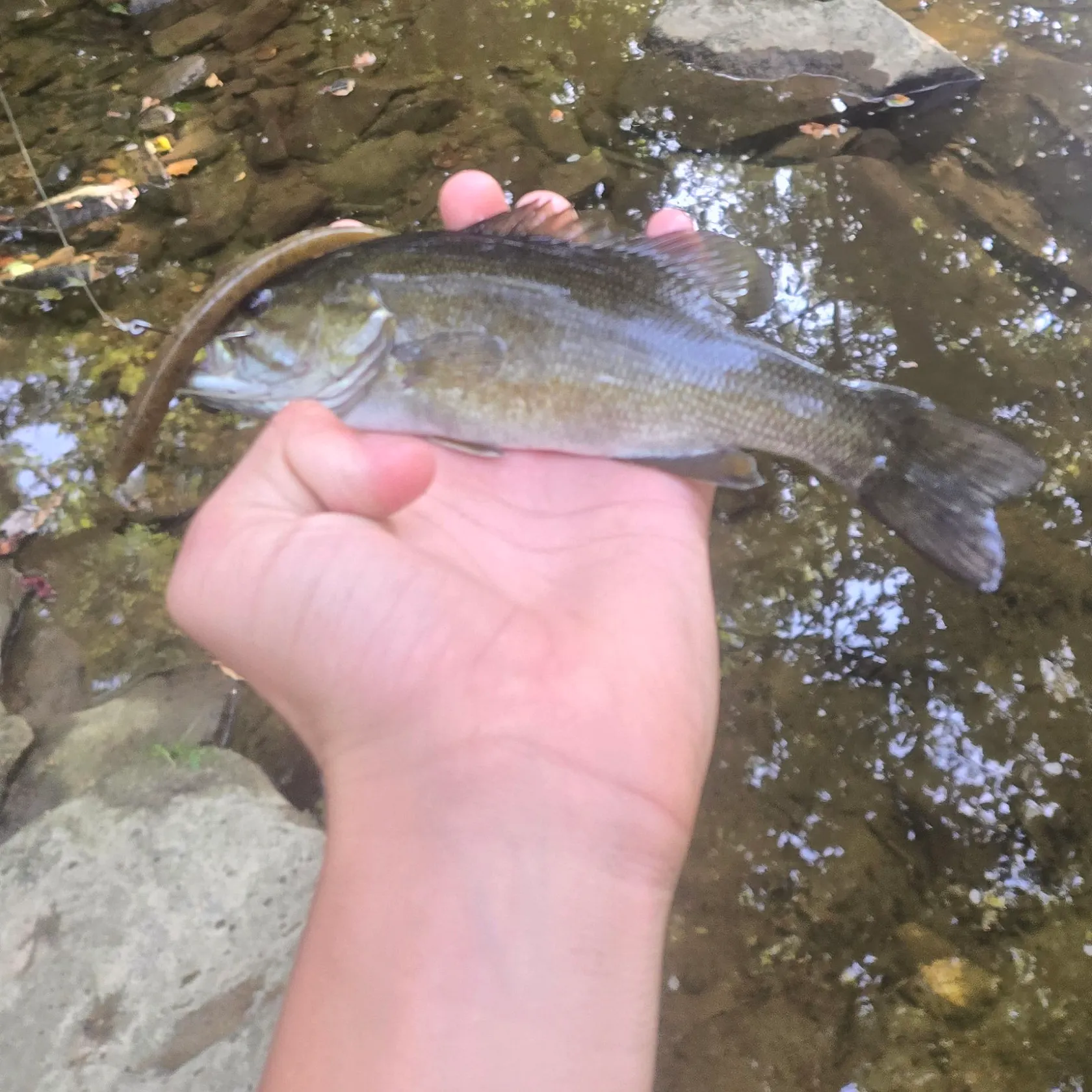 Smallmouth bass caught on Fishbrain