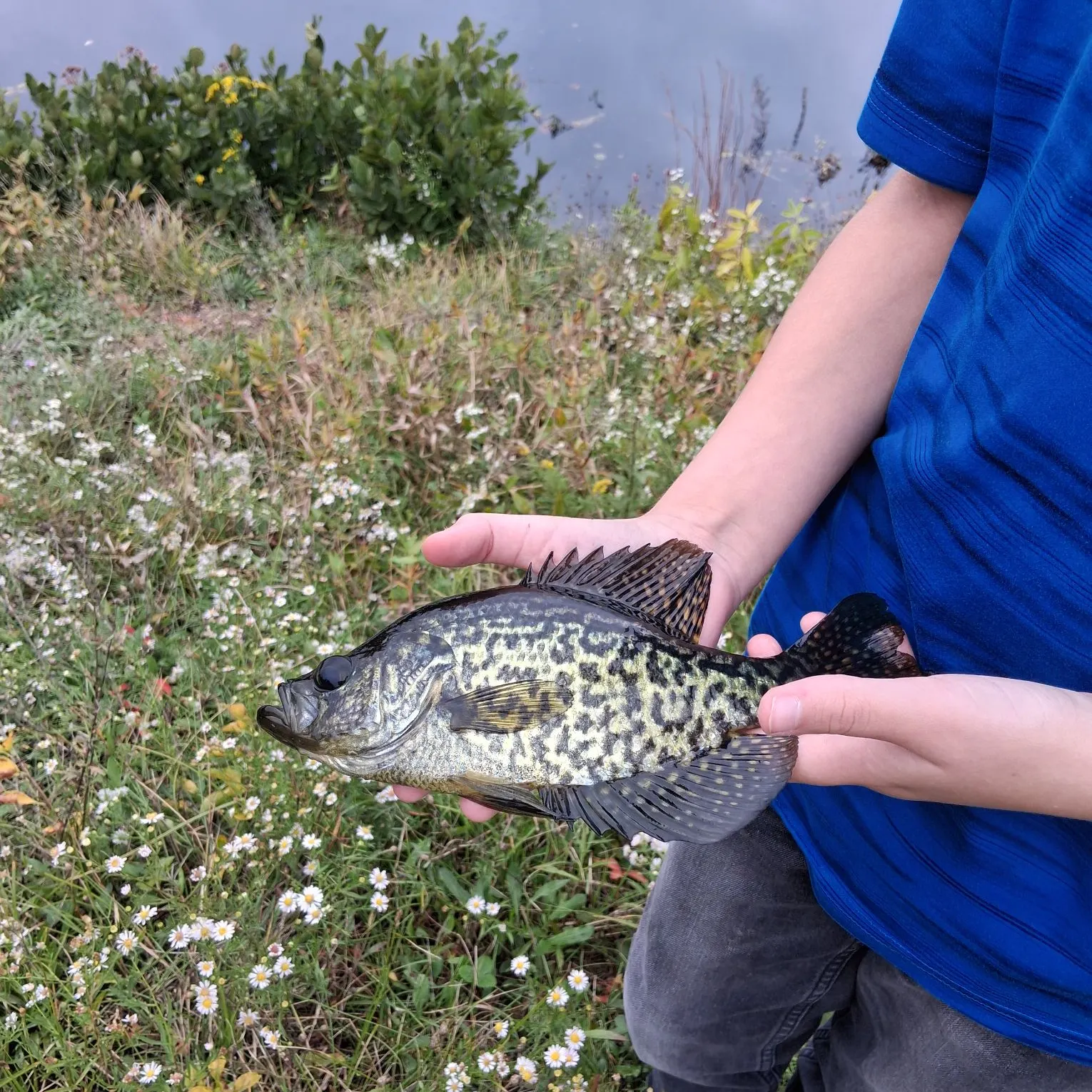 Black crappie caught on Fishbrain