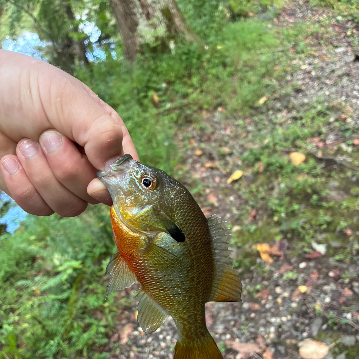 Redbreast sunfish caught on Fishbrain