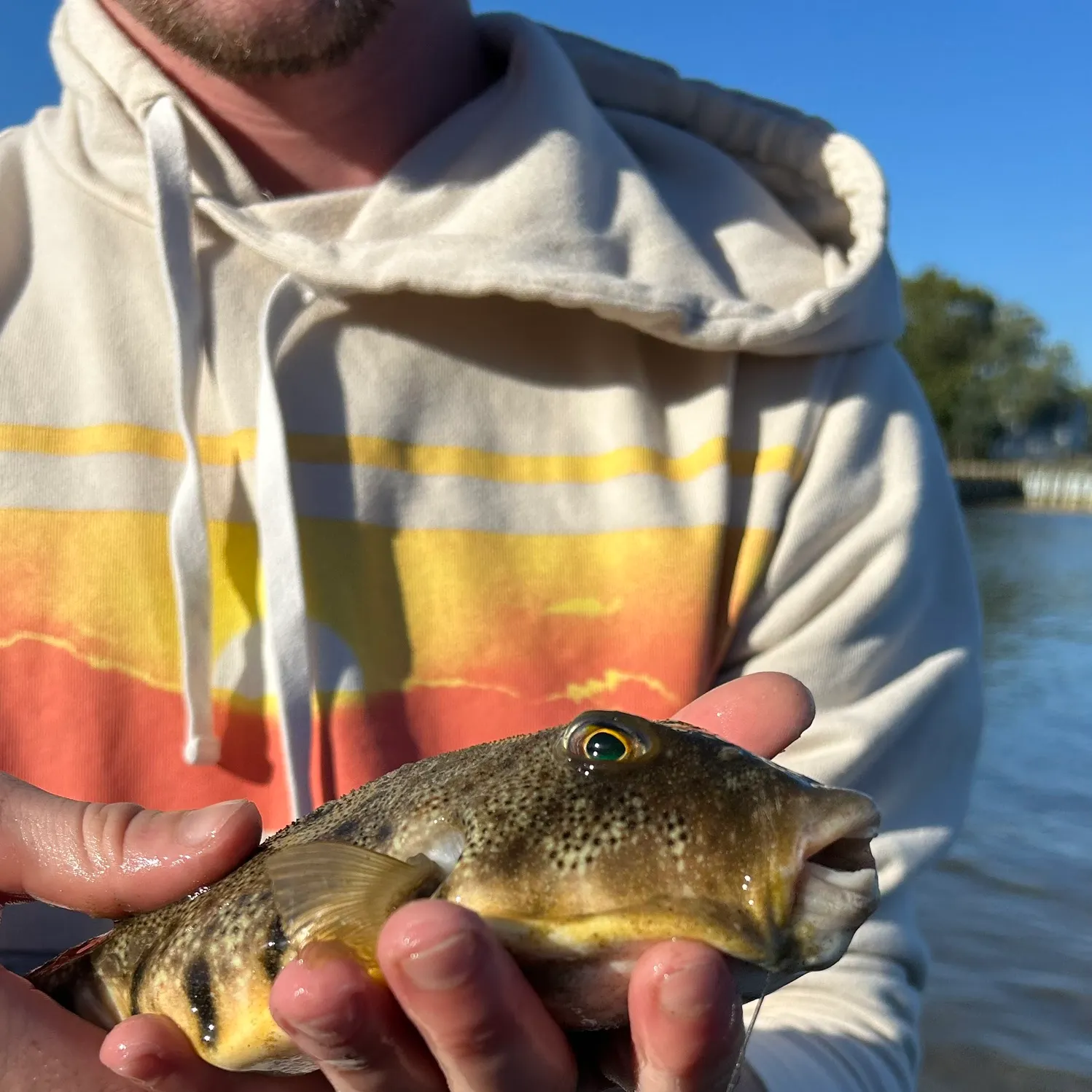 The most recent Northern puffer catches on Fishbrain