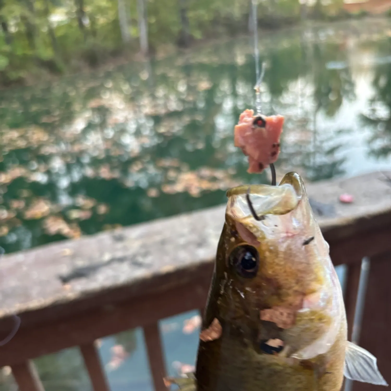The most recent Warmouth catches on Fishbrain