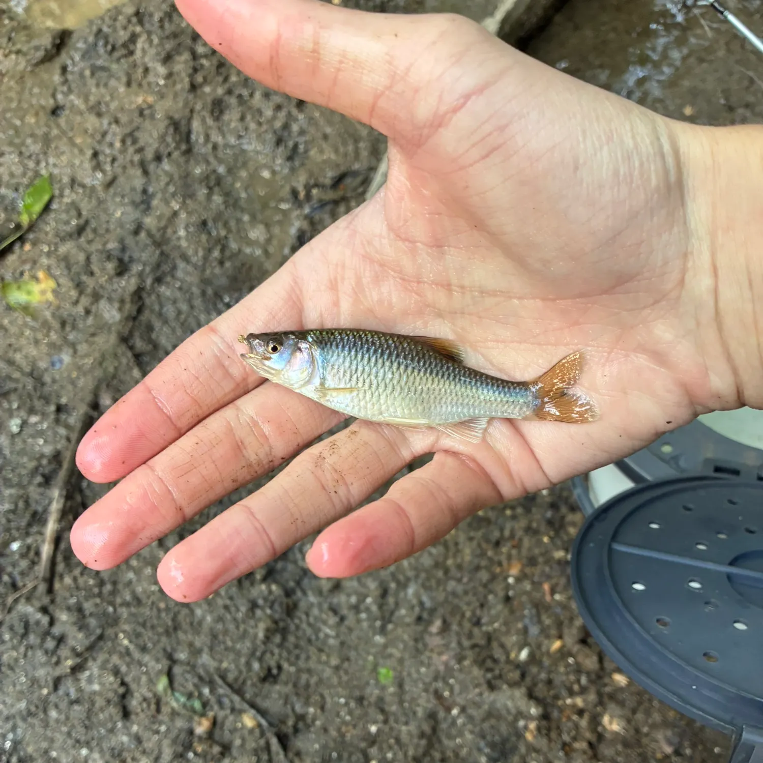 The most recent Satinfin shiner catches on Fishbrain