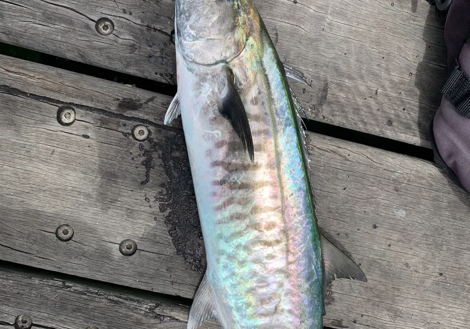 Queensland school mackerel