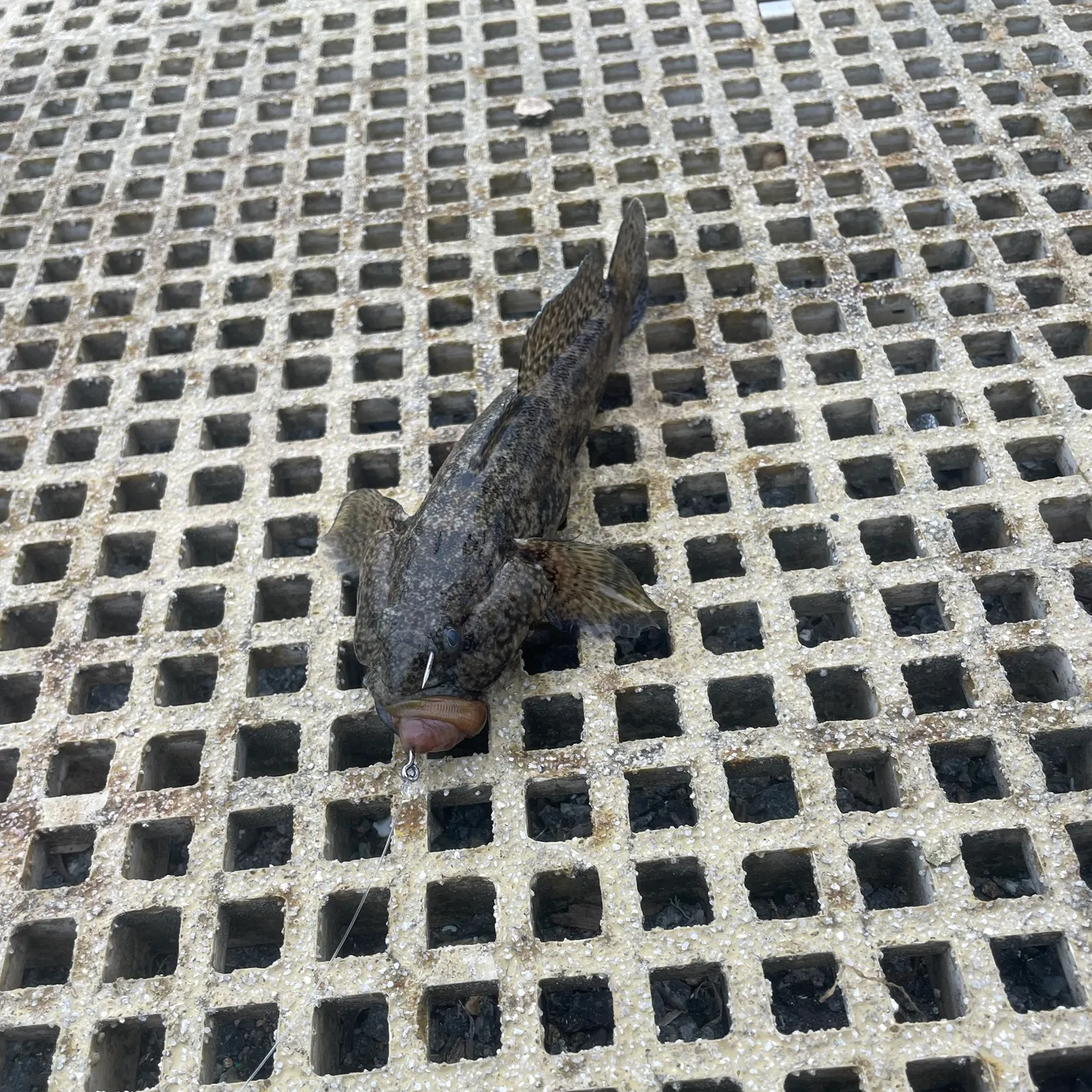 Common goby caught on Fishbrain