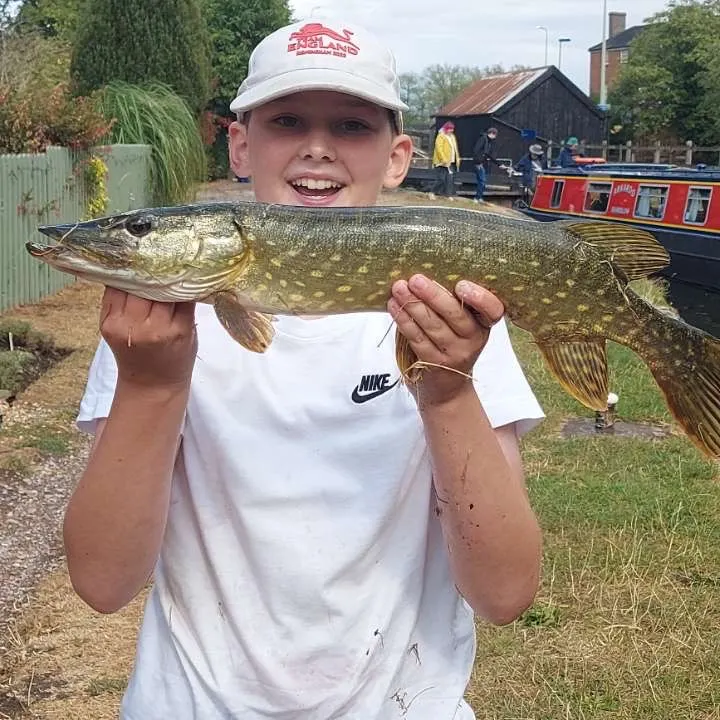 Northern pike caught on Fishbrain