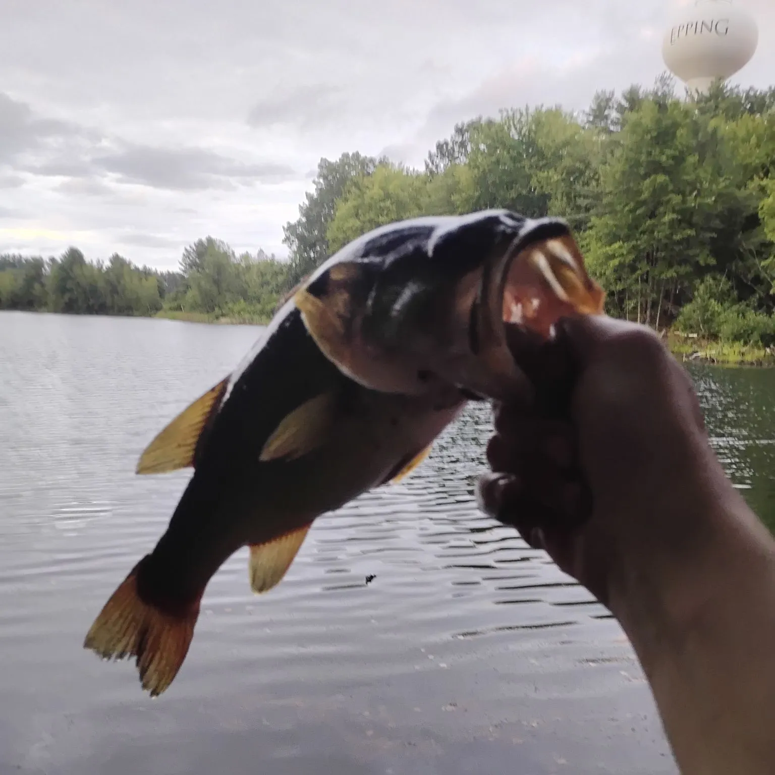 catch