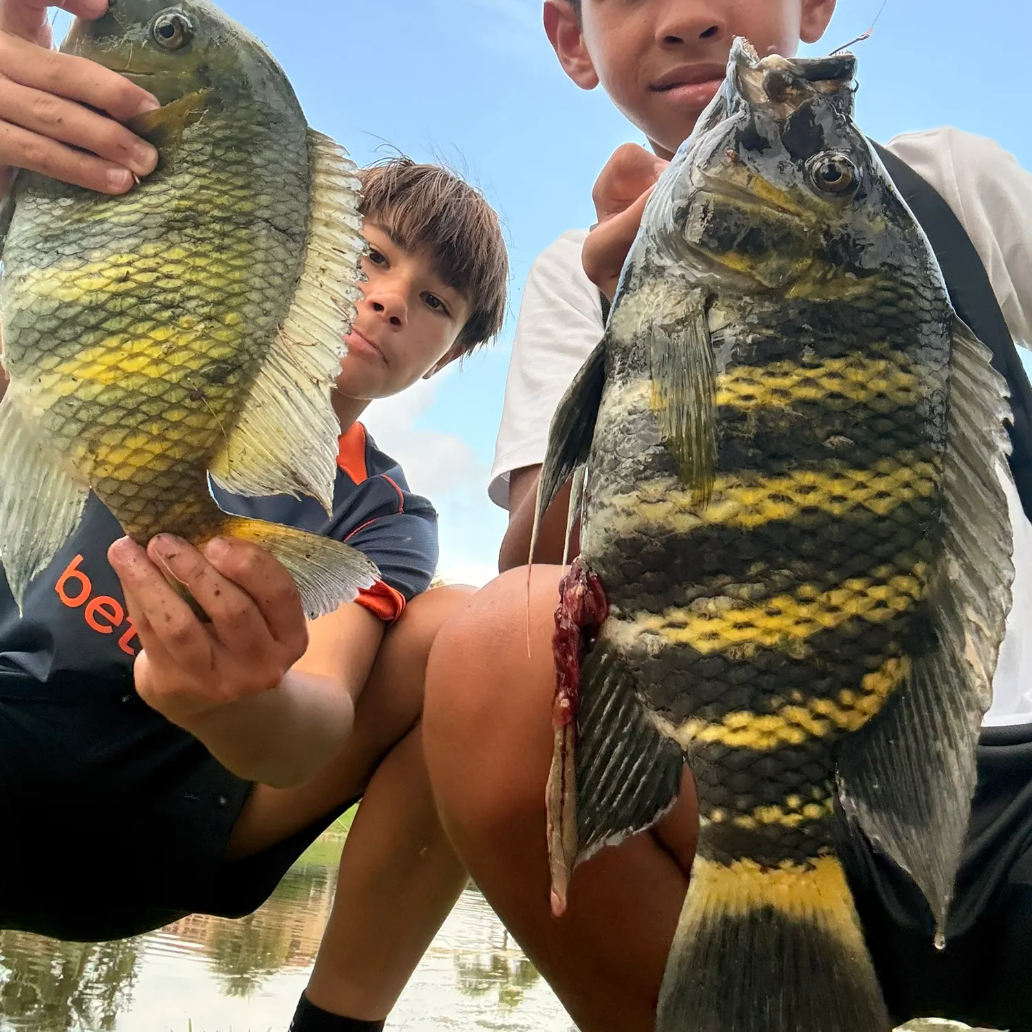 Zebra tilapia caught on Fishbrain