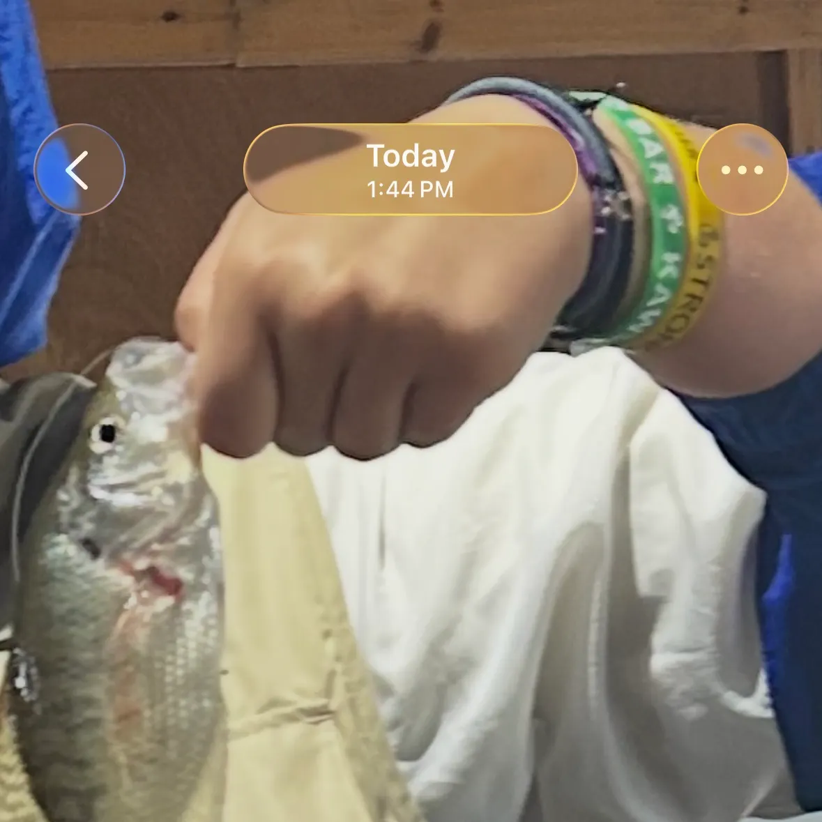 White crappie caught on Fishbrain