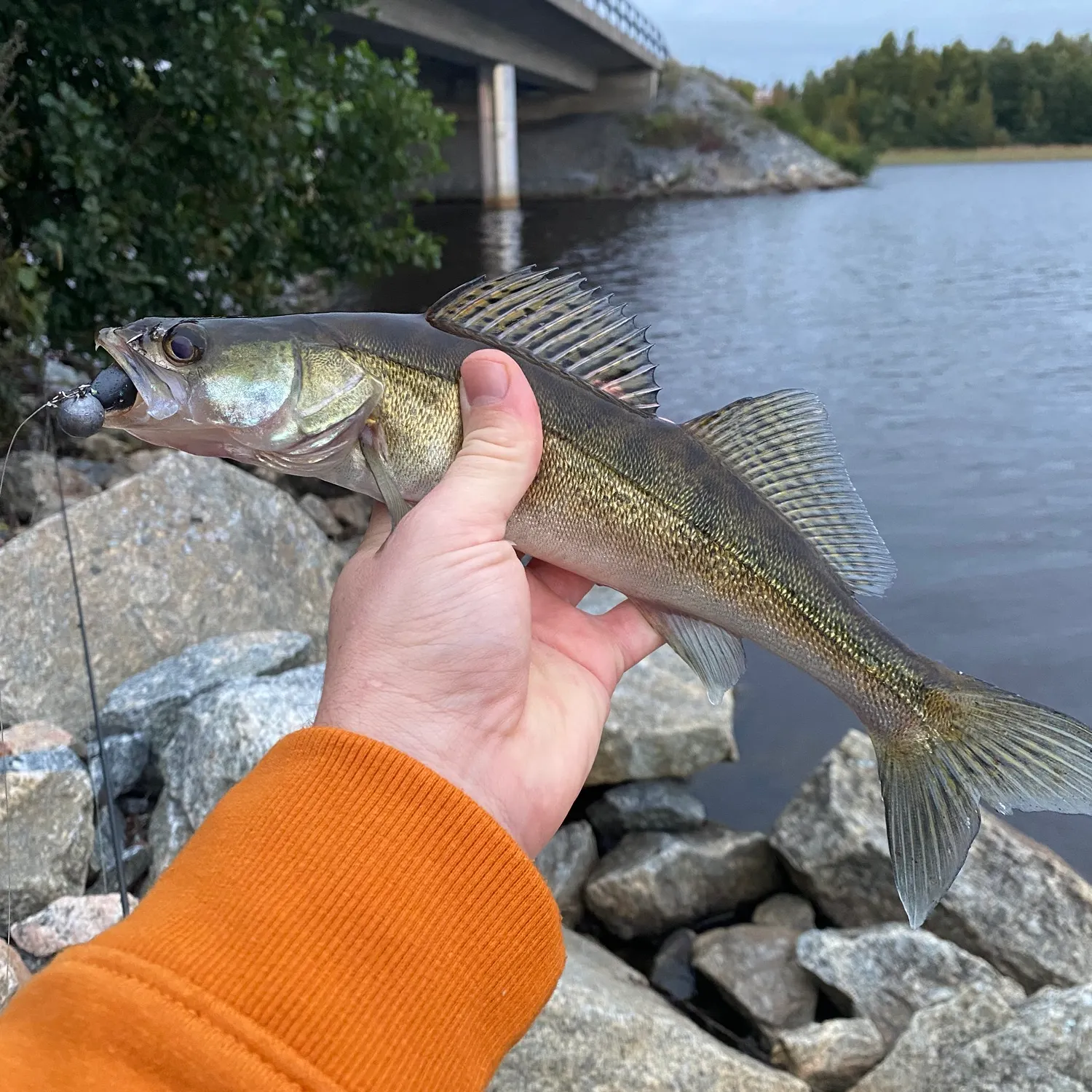 Zander caught on Fishbrain