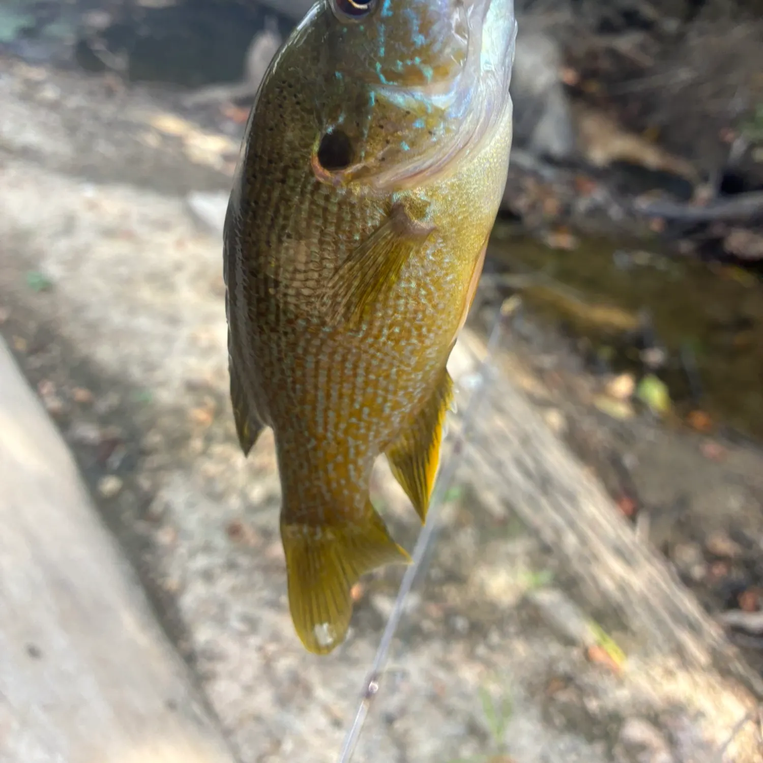 Green sunfish caught on Fishbrain