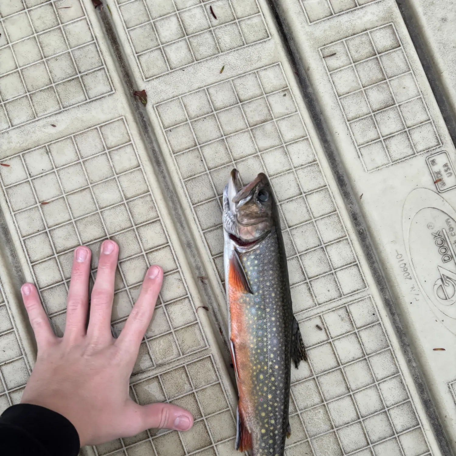 Brook trout caught on Fishbrain