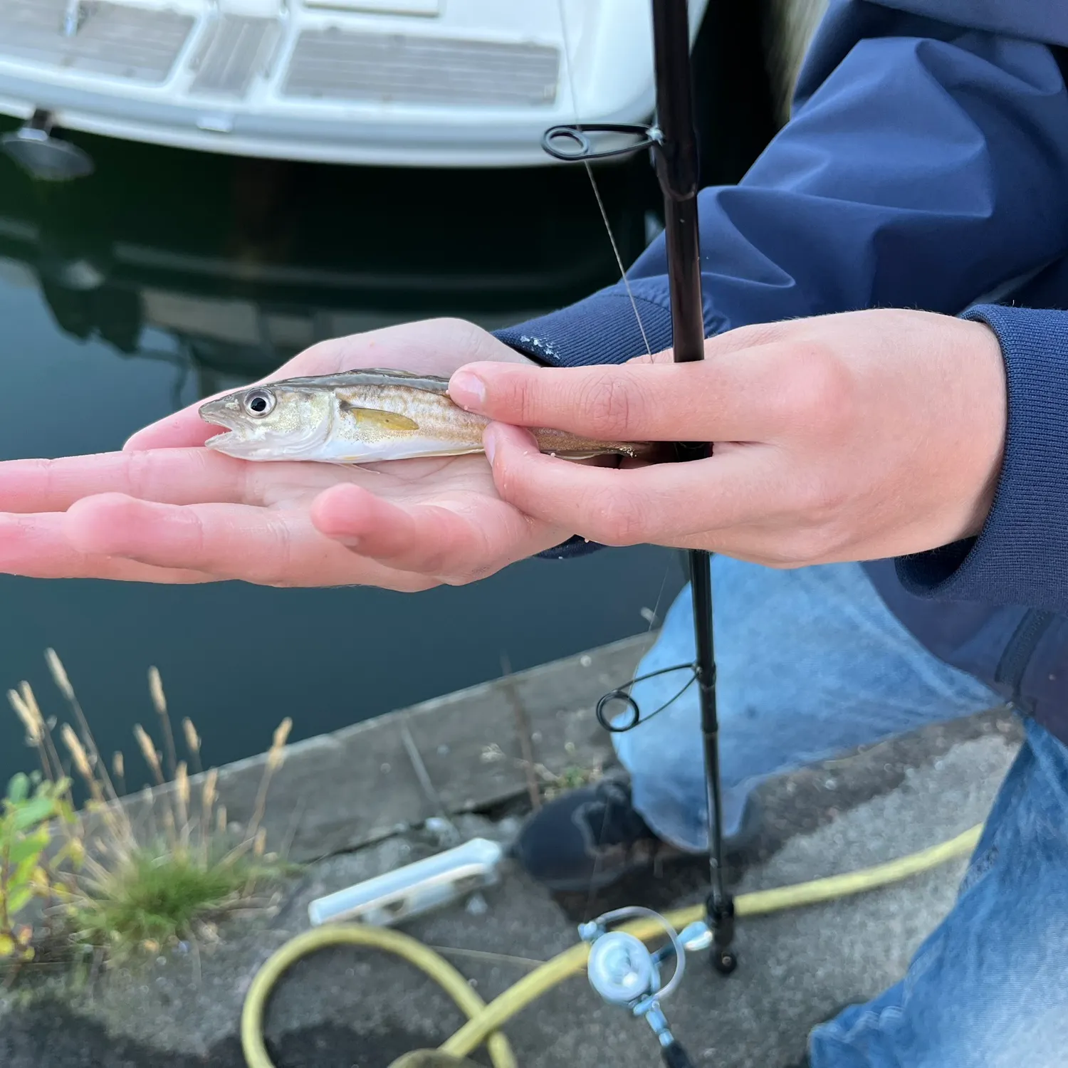 Whiting caught on Fishbrain