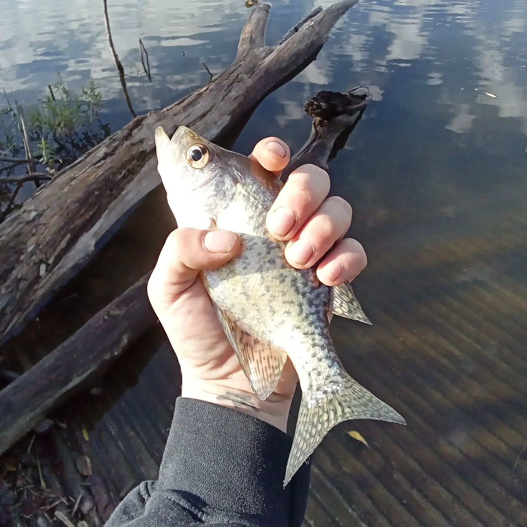 Black crappie caught on Fishbrain