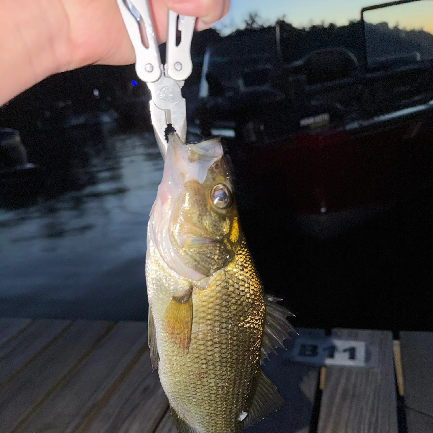 White perch caught on Fishbrain