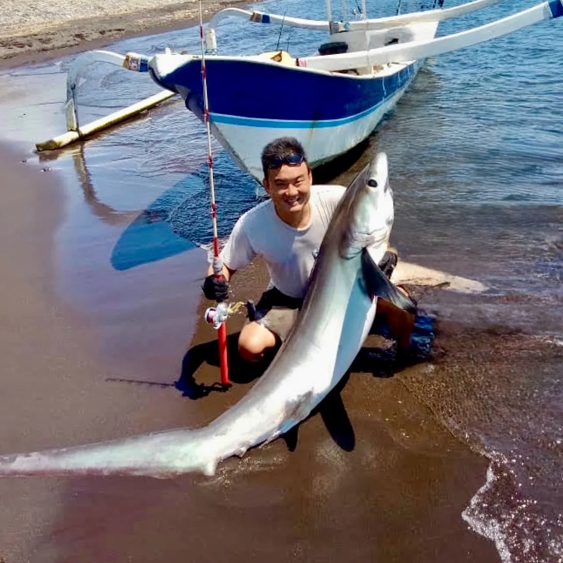 The most recent Bigeye thresher catches on Fishbrain