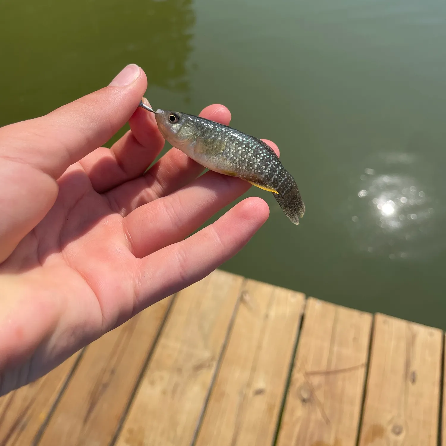 Mummichog caught on Fishbrain
