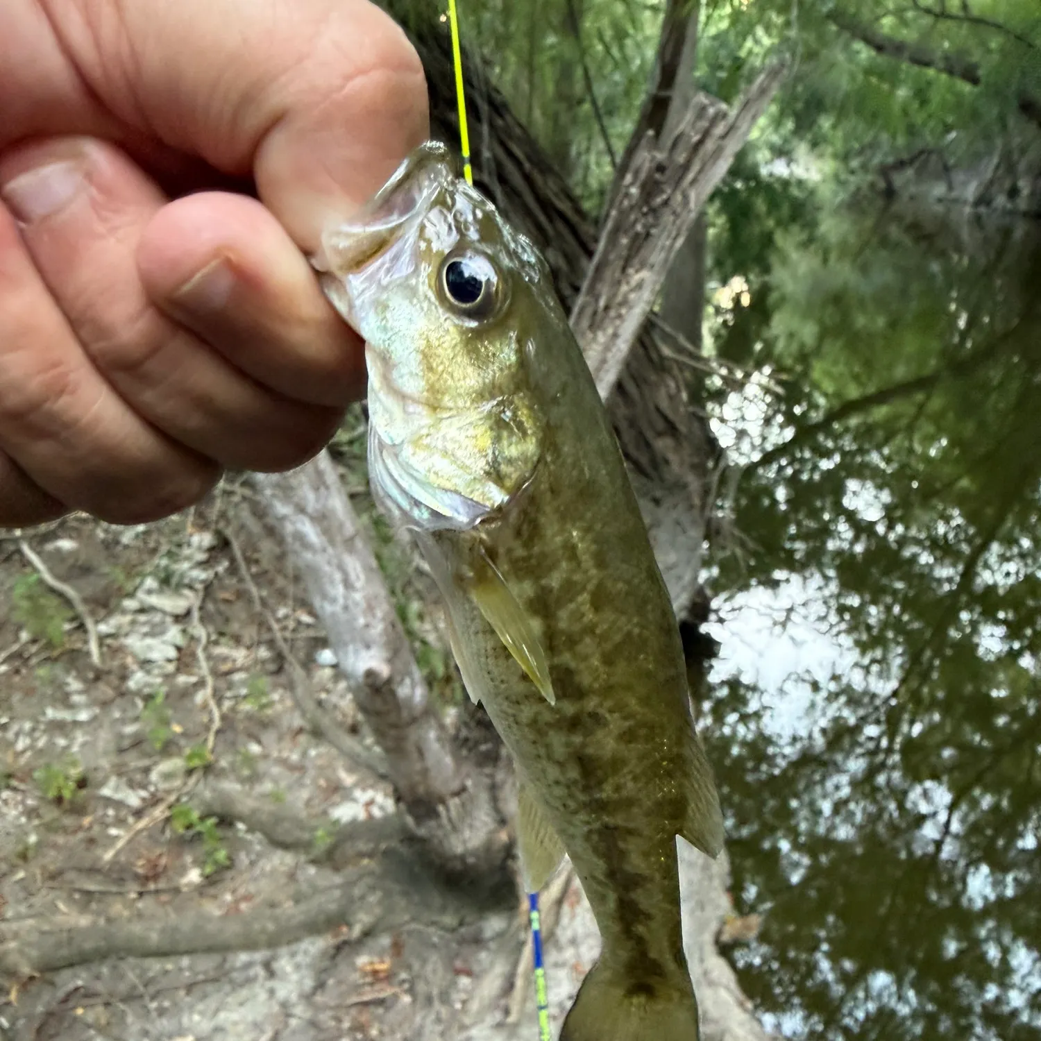 Spotted bass caught on Fishbrain