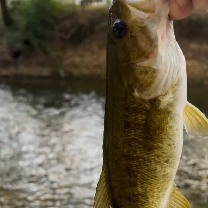 Smallmouth bass caught on Fishbrain