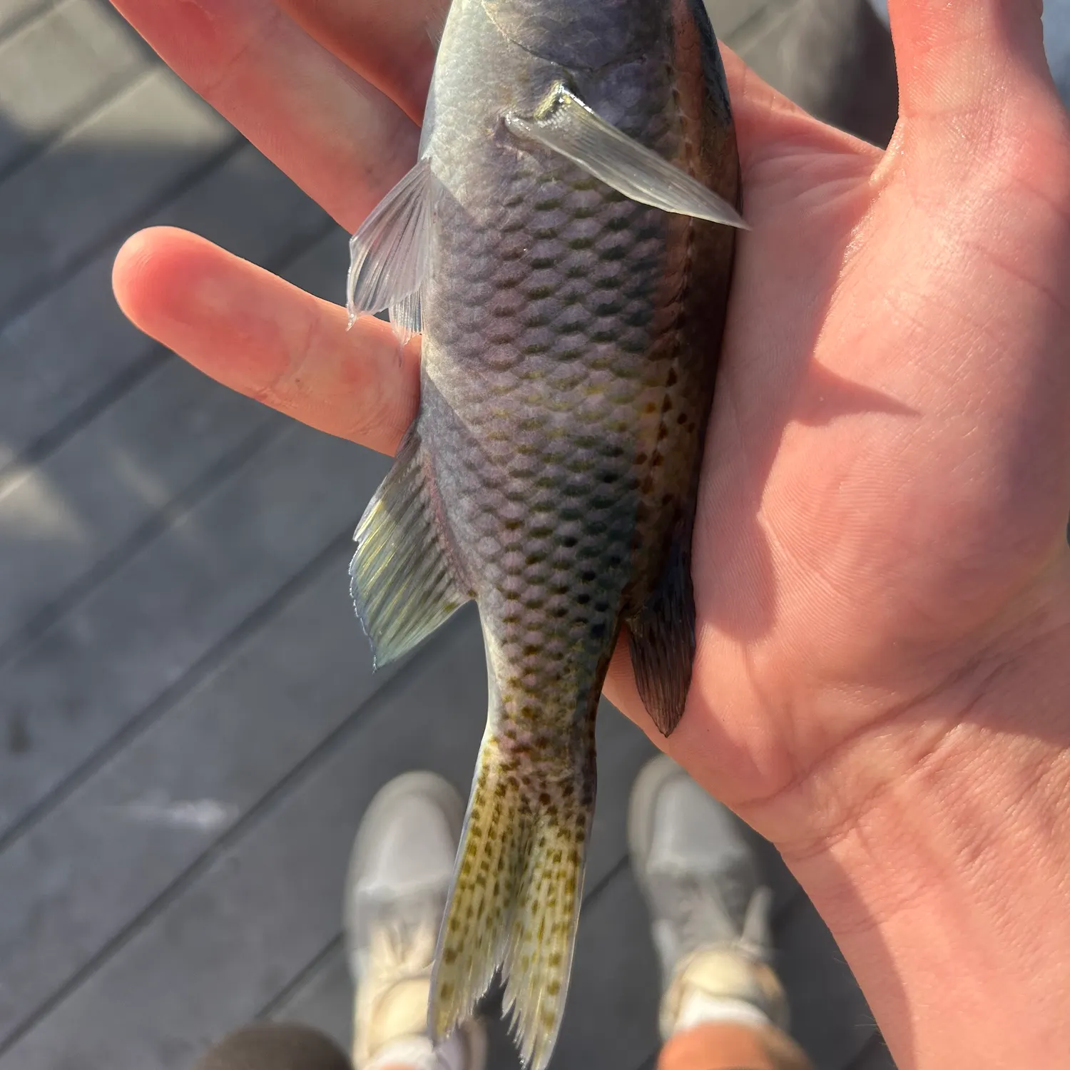 The most recent Blacksmith catches on Fishbrain