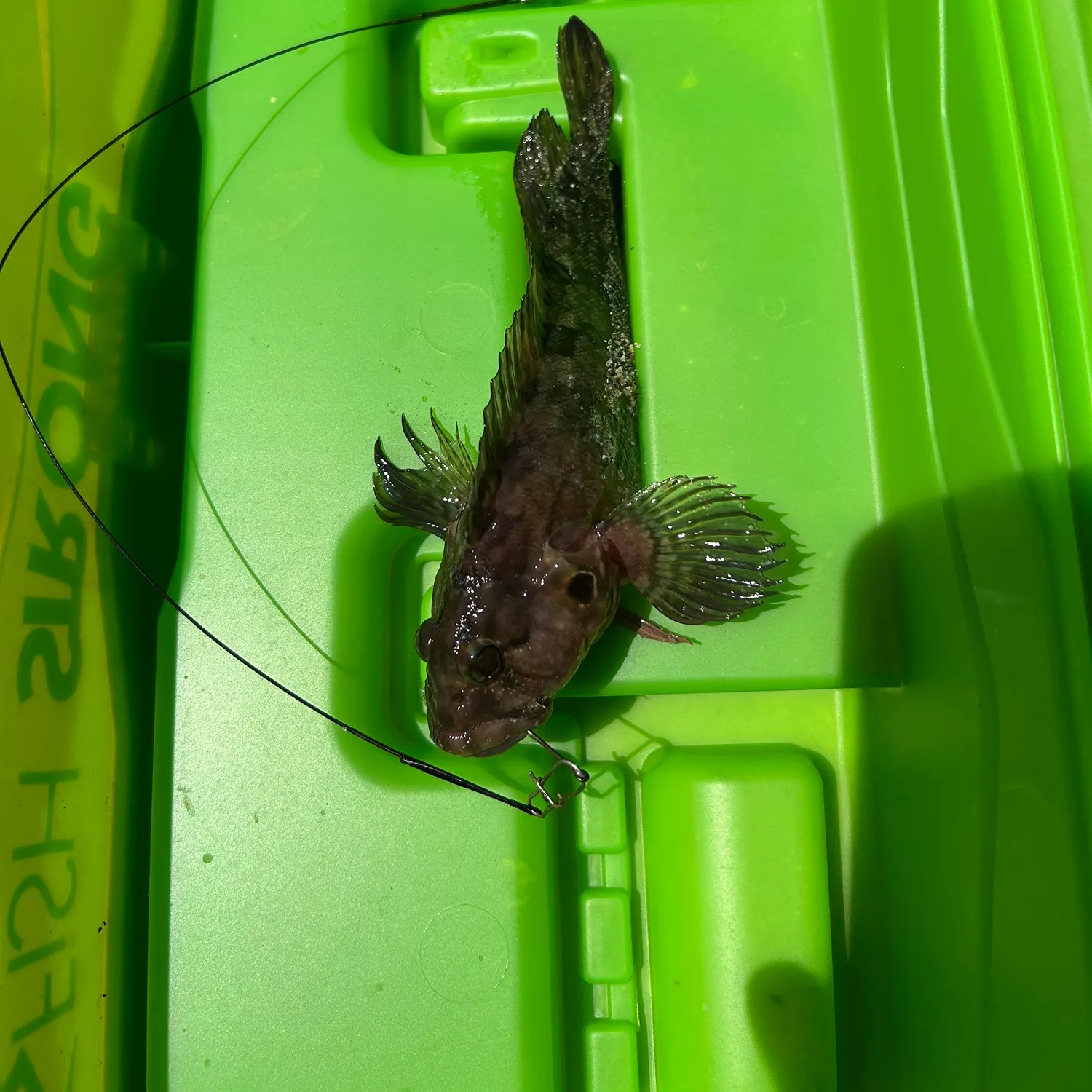 The most popular recent Hairy blenny catch on Fishbrain