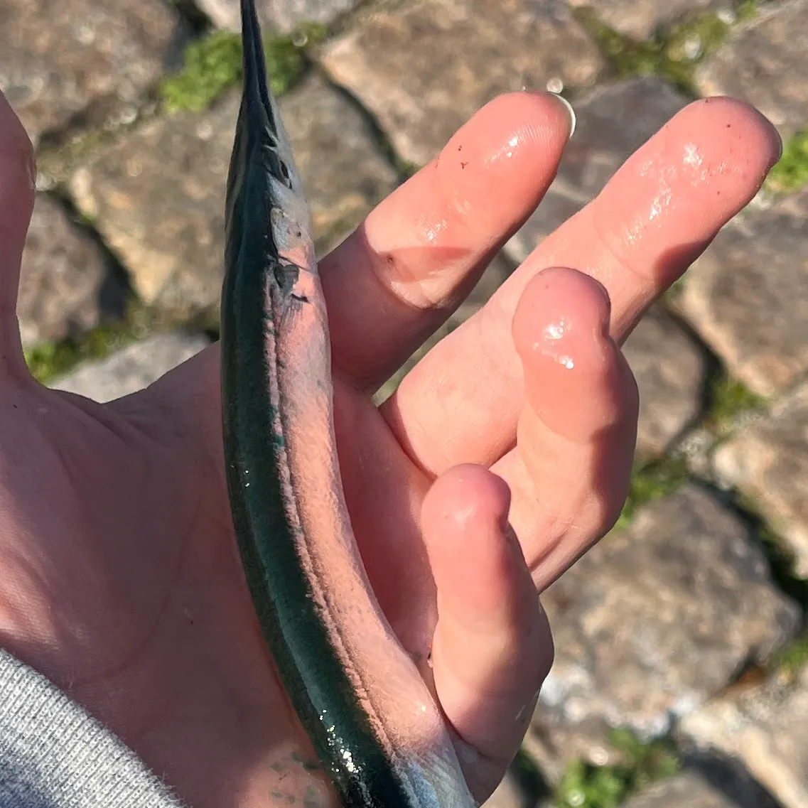European garfish caught on Fishbrain