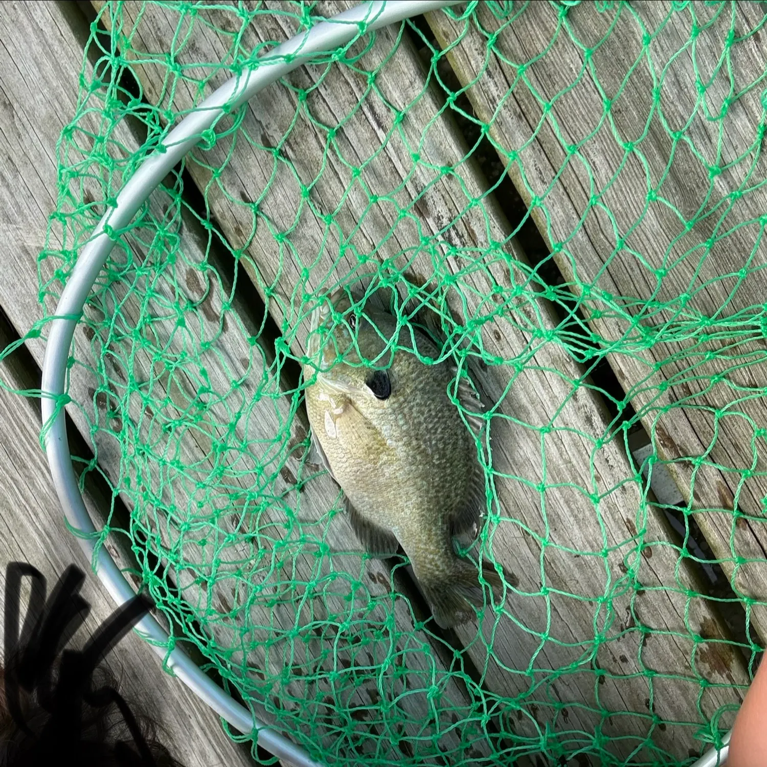Greengill hybrid caught on Fishbrain
