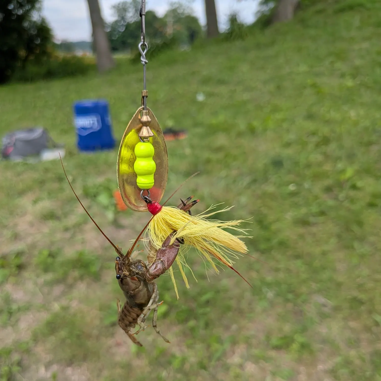 The most recent Rusty crayfish catches on Fishbrain