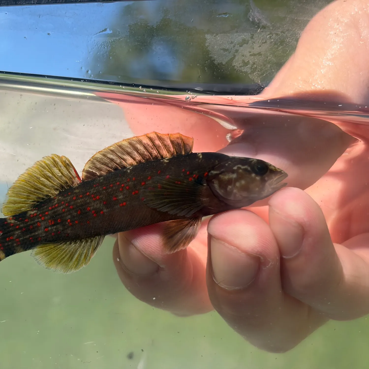 The most recent Smallscale yellowfish catches on Fishbrain