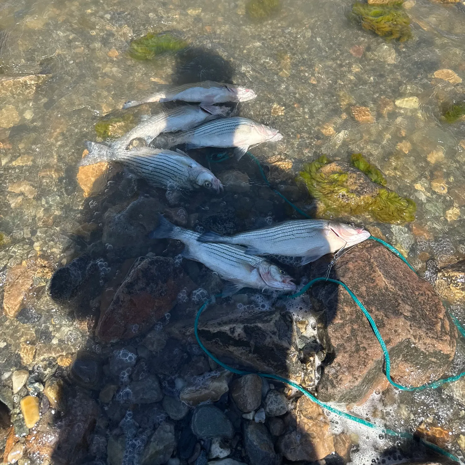 The most recent Wiper catches on Fishbrain