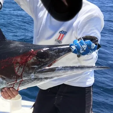 The most recent Indo-Pacific blue marlin catches on Fishbrain