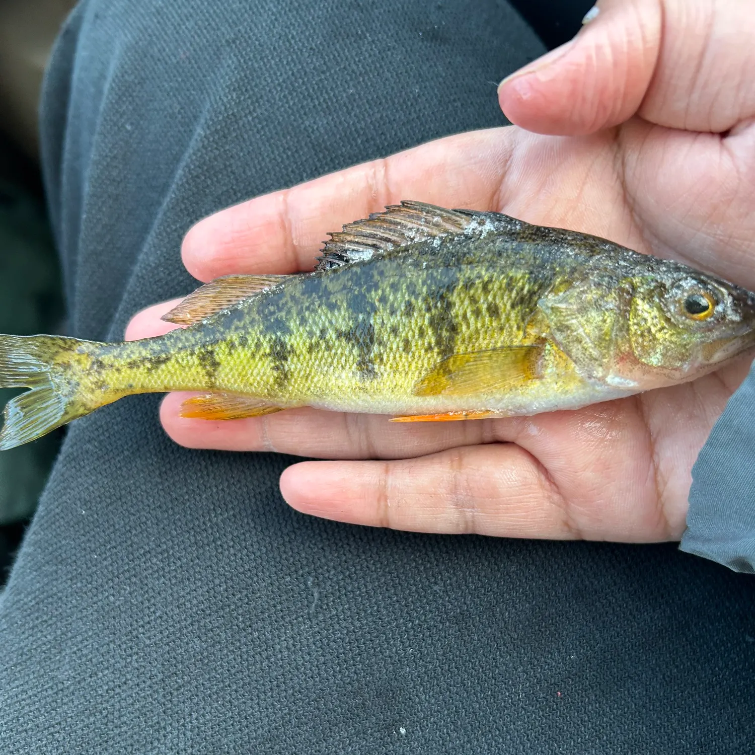 The most recent Yellow perch catches on Fishbrain